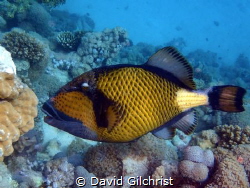 A Giant Triggerfish in the waters of the Red Sea off Egypt by David Gilchrist 